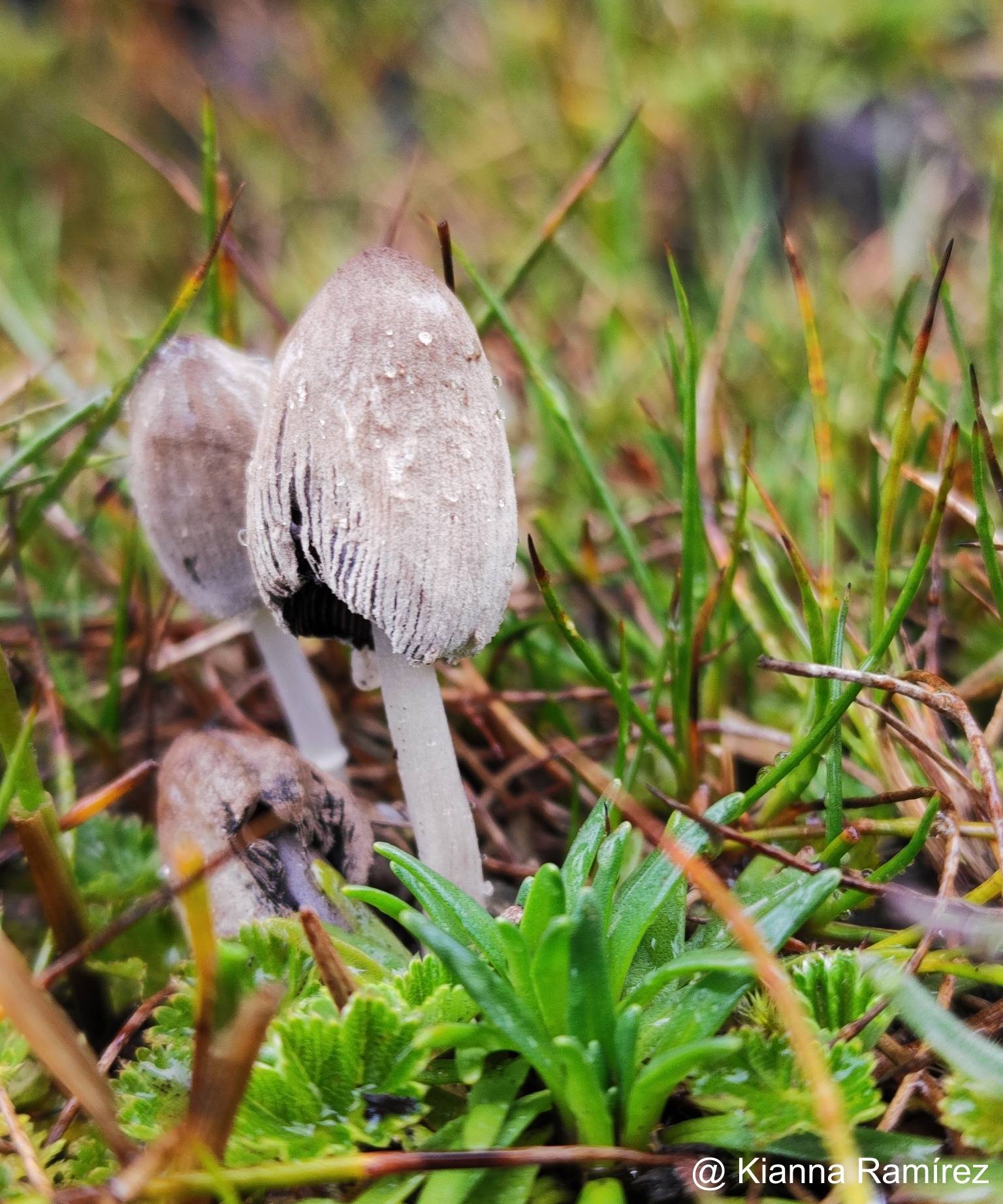 Coprinopsis pseudonivea image