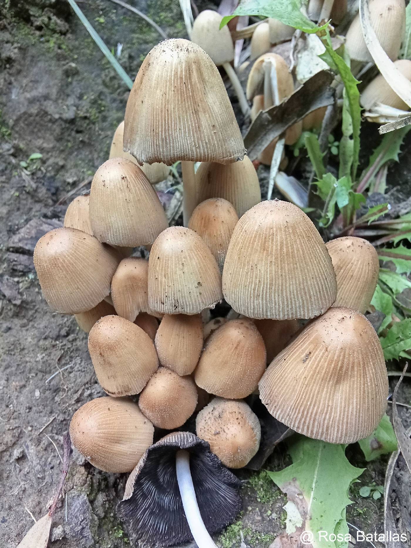 Coprinellus micaceus image