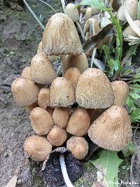 Image of Coprinellus micaceus