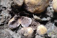 Scleroderma cepa image