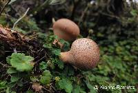 Lycoperdon perlatum image
