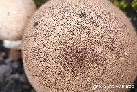 Lycoperdon perlatum image