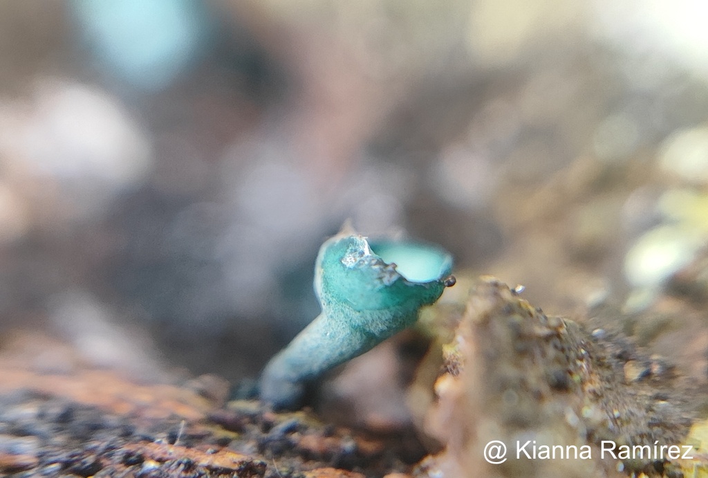 Chlorociboriaceae image