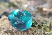 Chlorociboria aeruginascens image