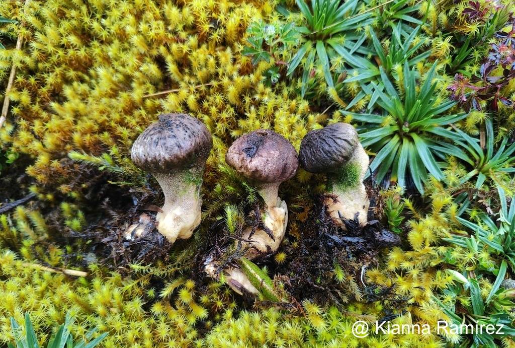 Lycoperdon perlatum image