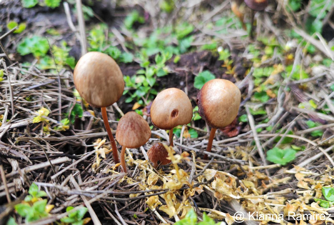 Galeropsidaceae image