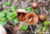 Panaeolina foenisecii image