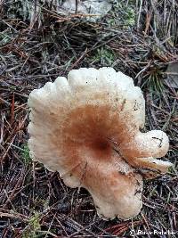 Paralepista flaccida image