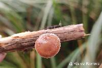 Deconica horizontalis image