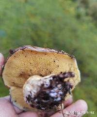 Suillus luteus image