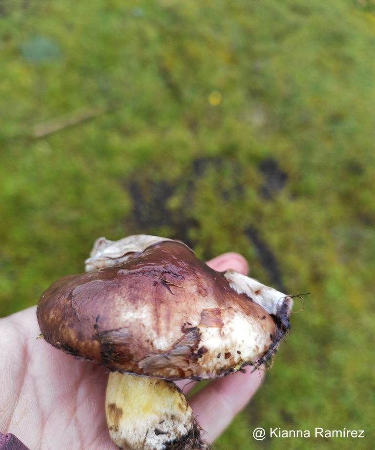 Suillus luteus image