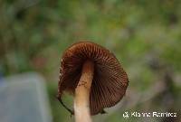 Psilocybe muliercula image