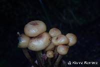 Psilocybe muliercula image