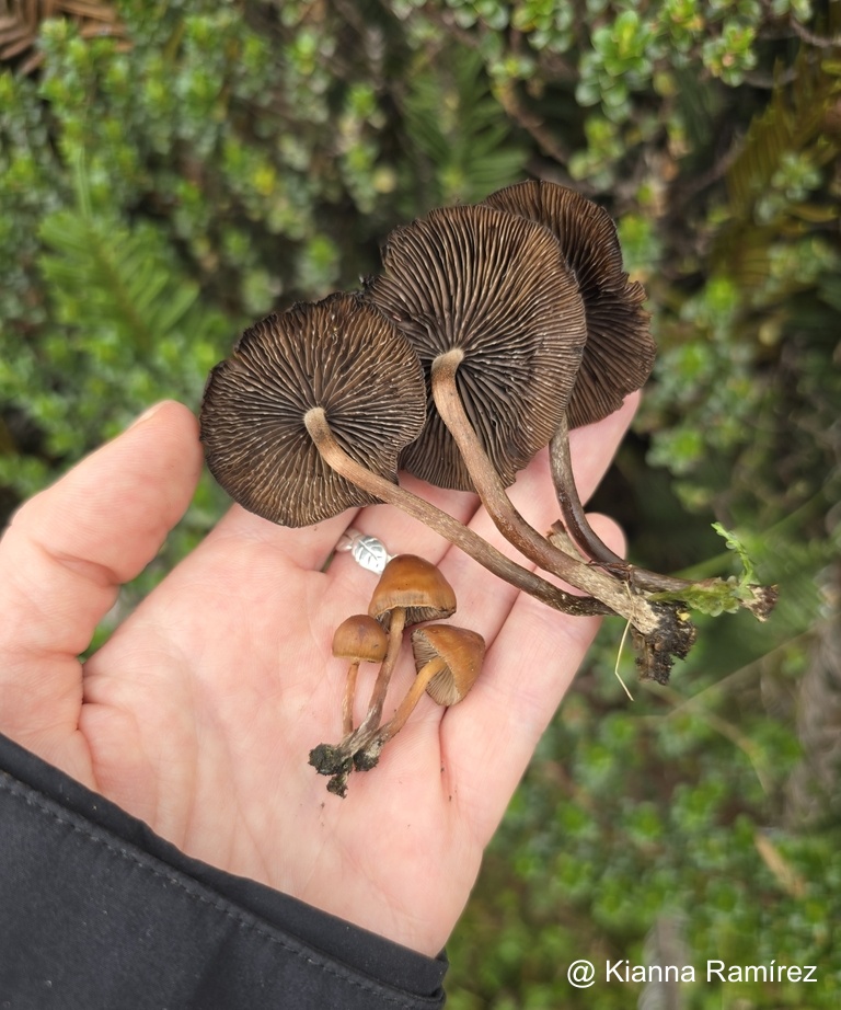 Psilocybe muliercula image