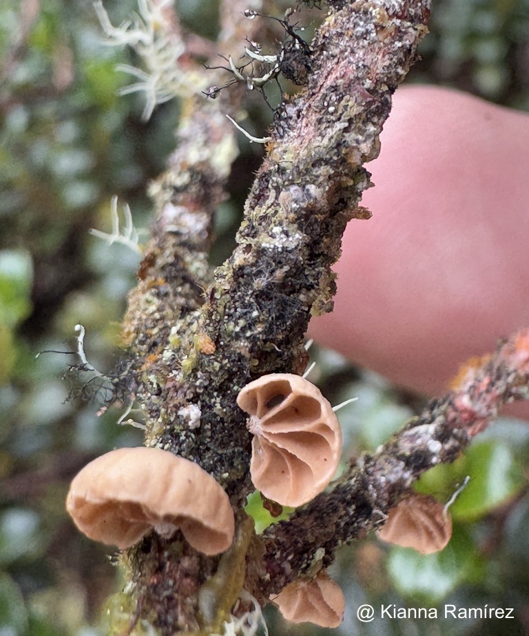 Omphalotaceae image