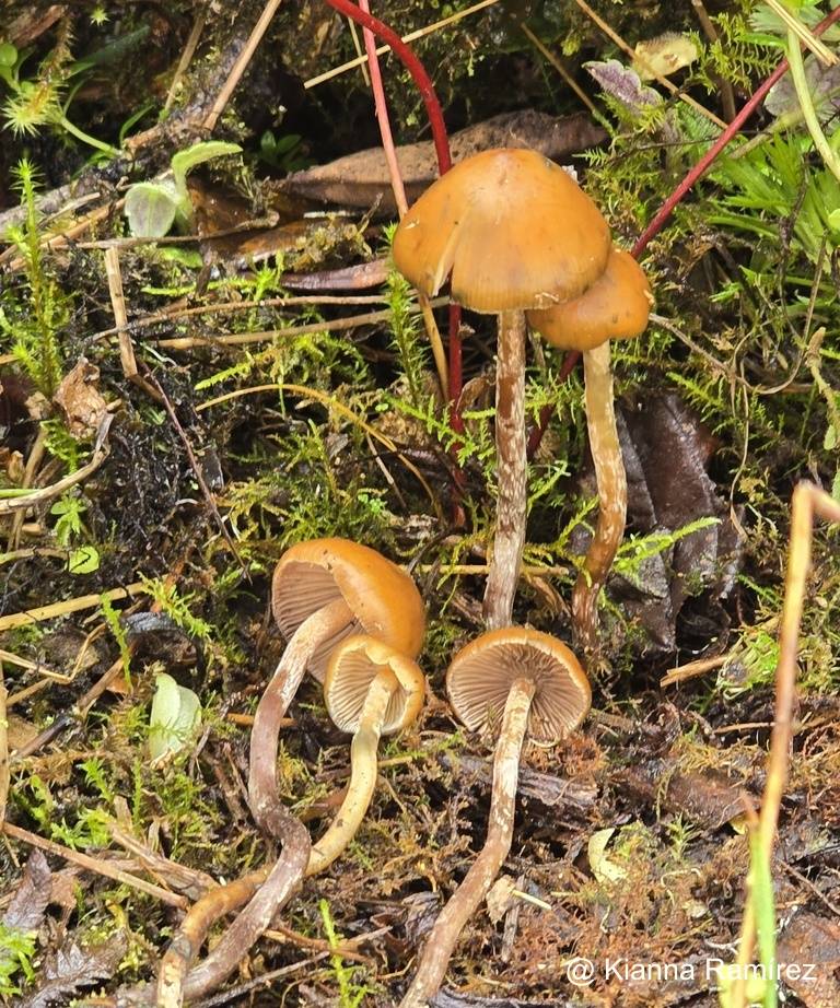 Psilocybe image