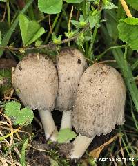 Coprinopsis atramentaria image