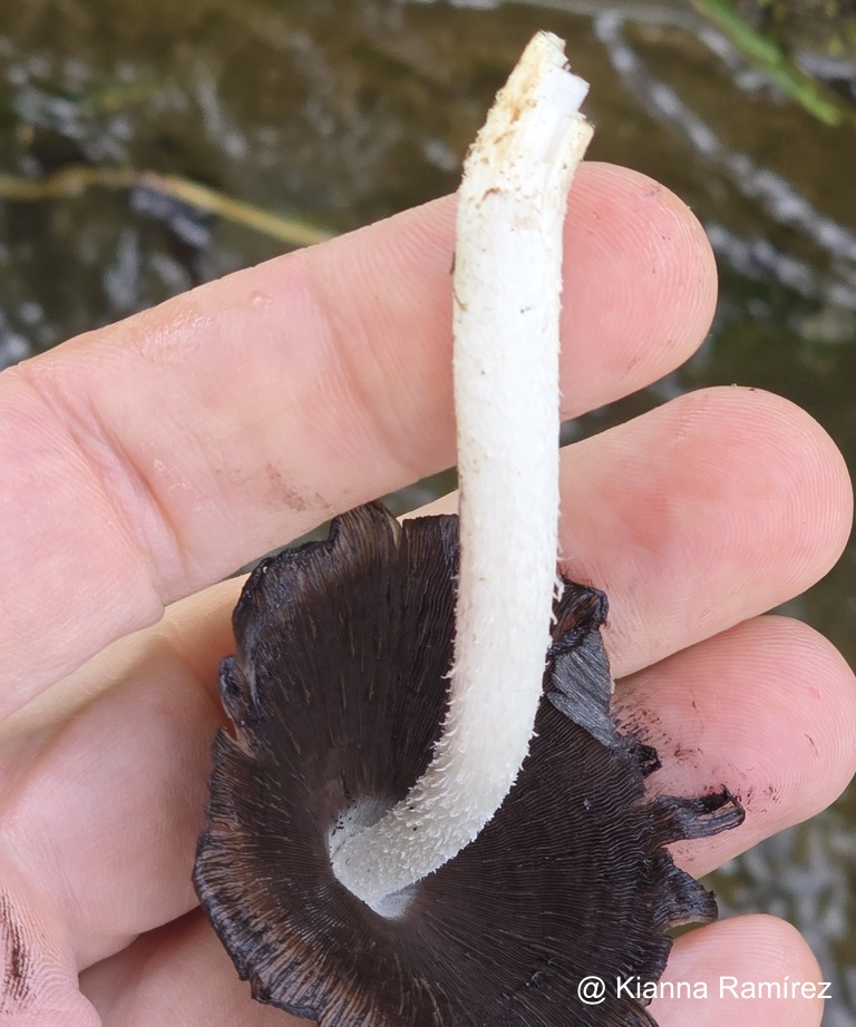 Coprinopsis atramentaria image