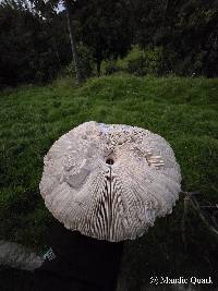 Macrolepiota procera image
