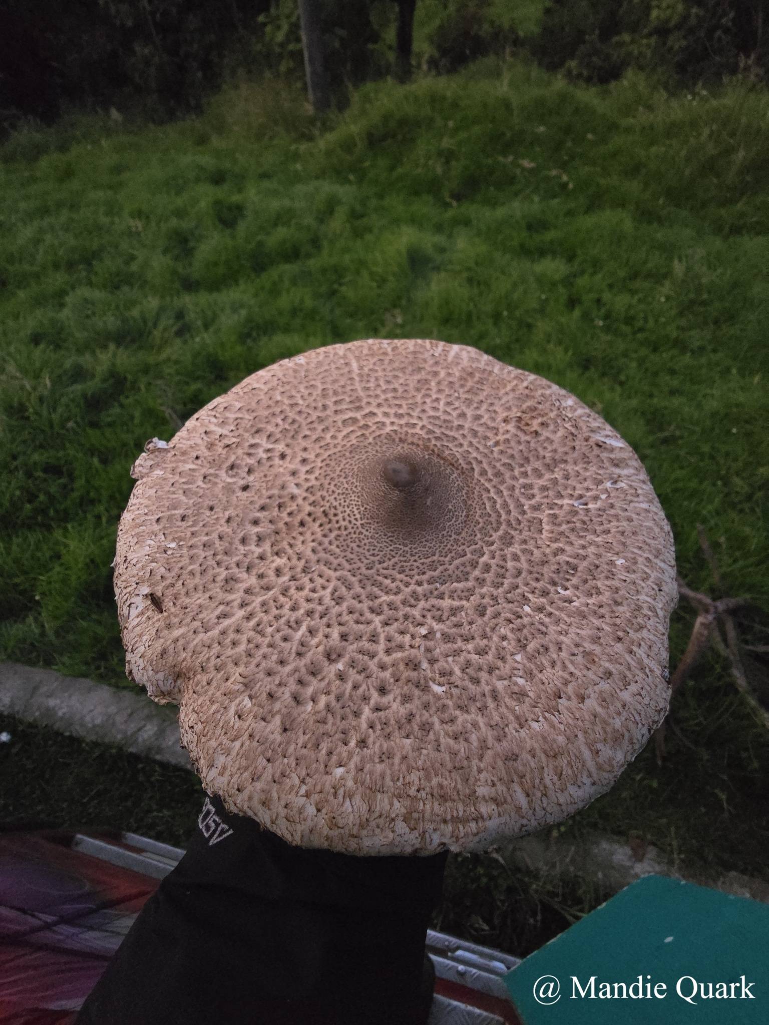Macrolepiota procera image