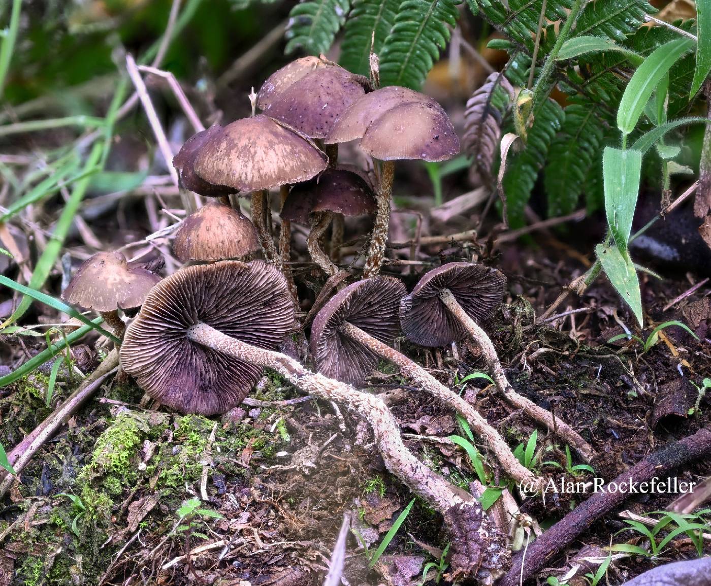 Psilocybe zapotecorum image