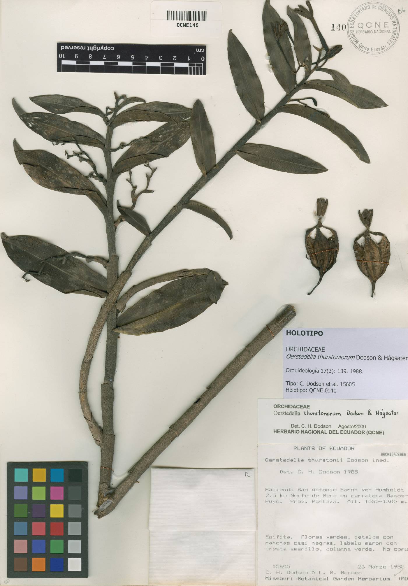 Epidendrum cuneatum image