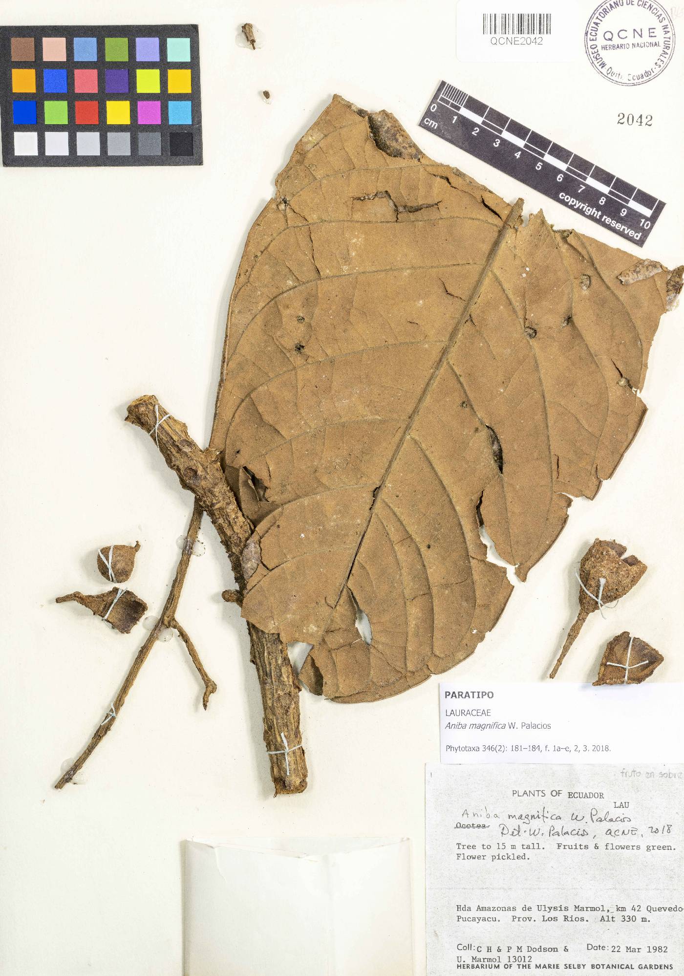 Aniba magnifica image