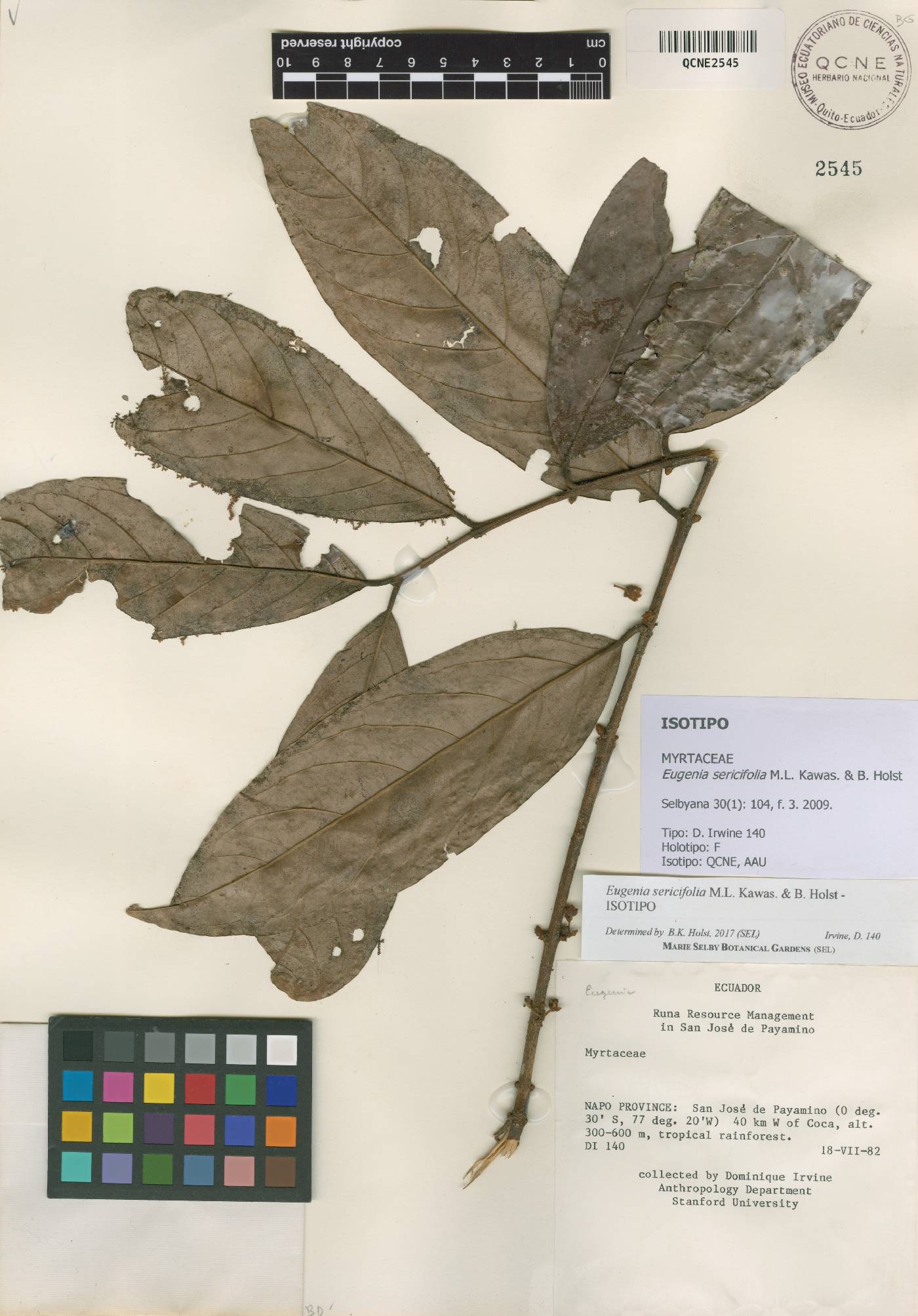 Eugenia sericifolia image