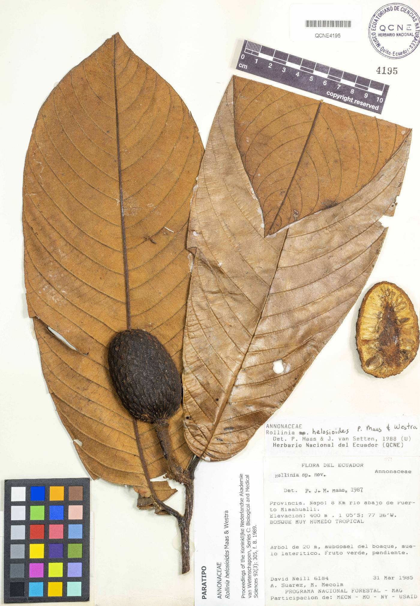 Rollinia helosioides image