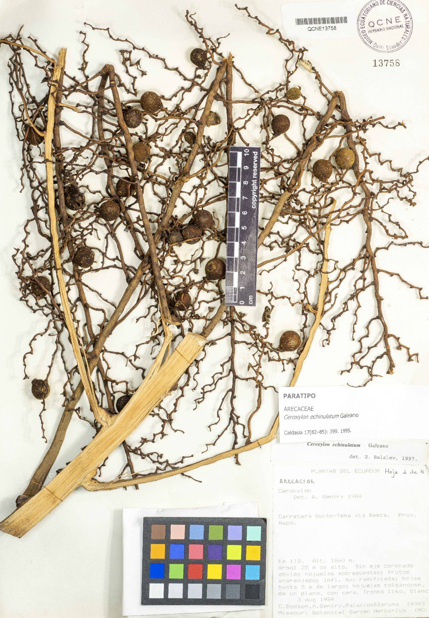Ceroxylon echinulatum image