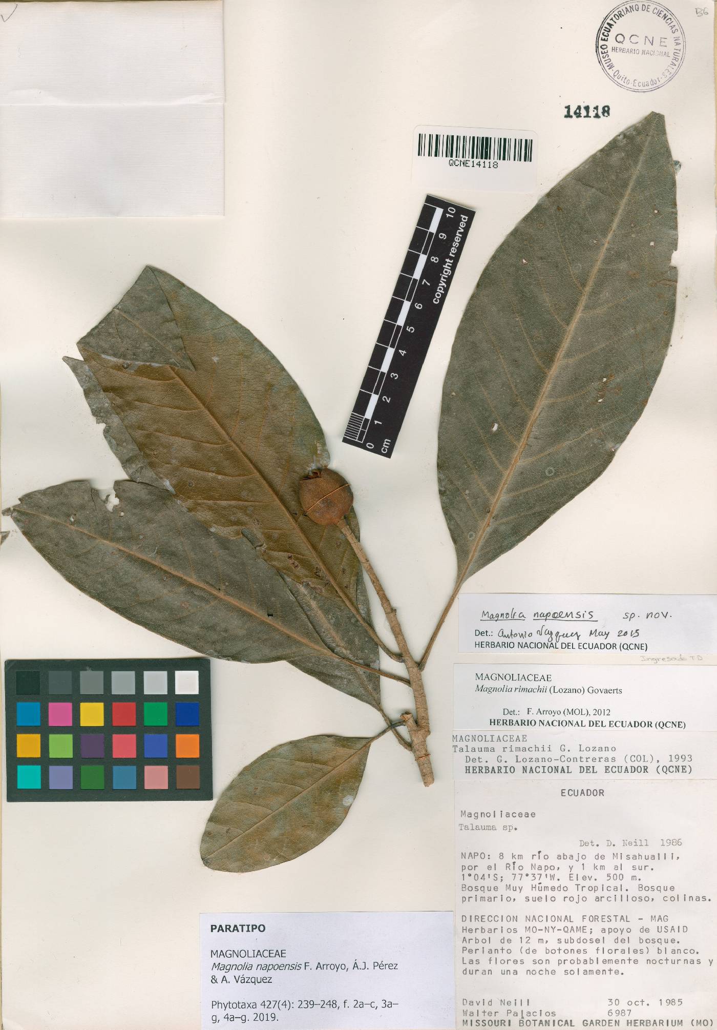 Magnolia napoensis image