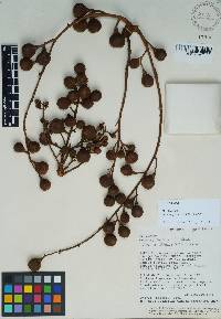 Guarea persistens image