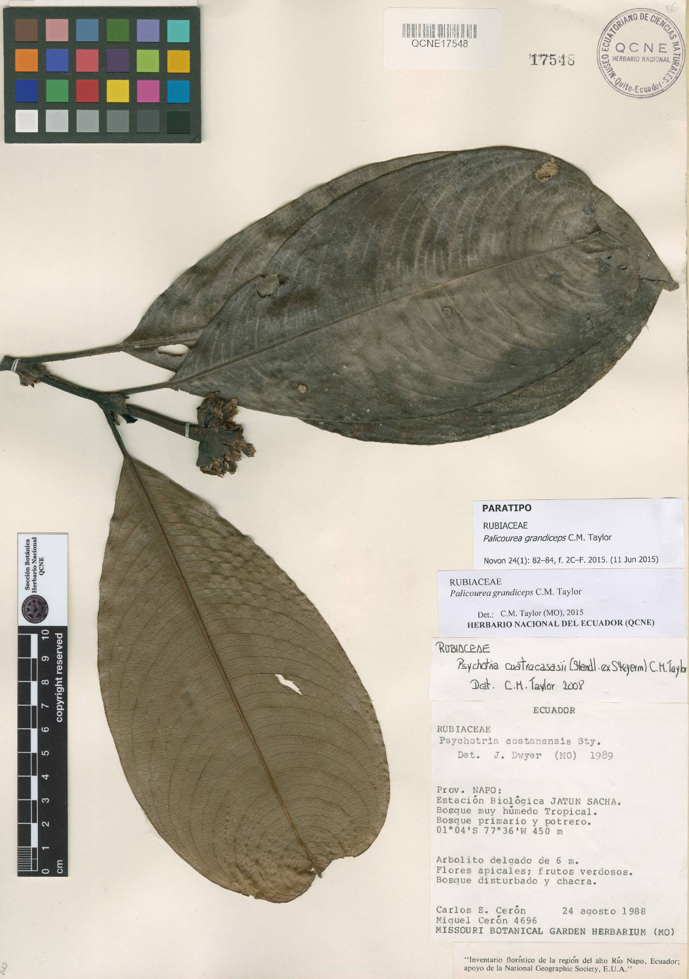 Palicourea grandiceps image