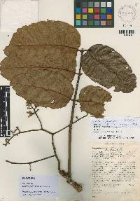 Cedrela nebulosa image