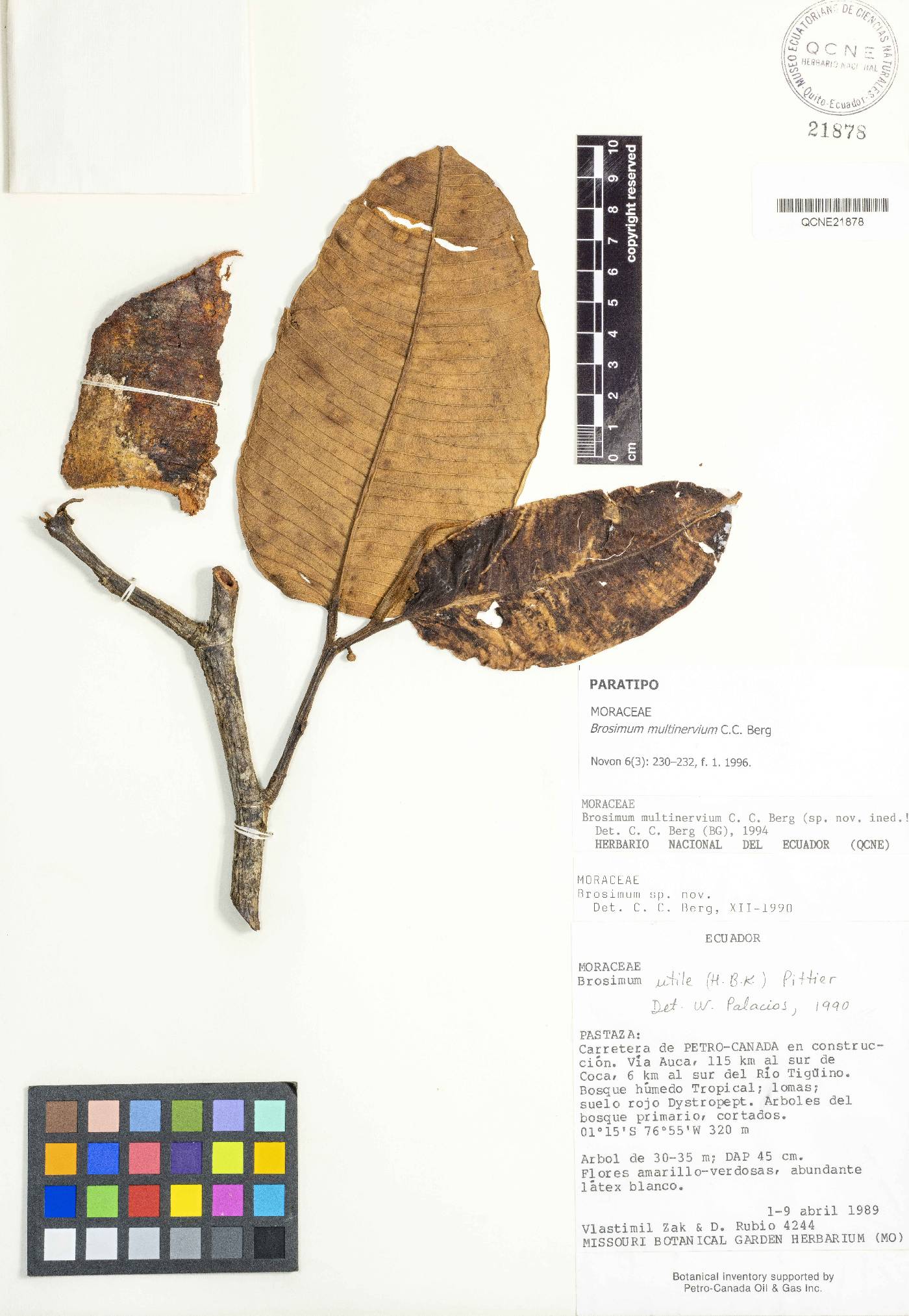 Brosimum multinervium image