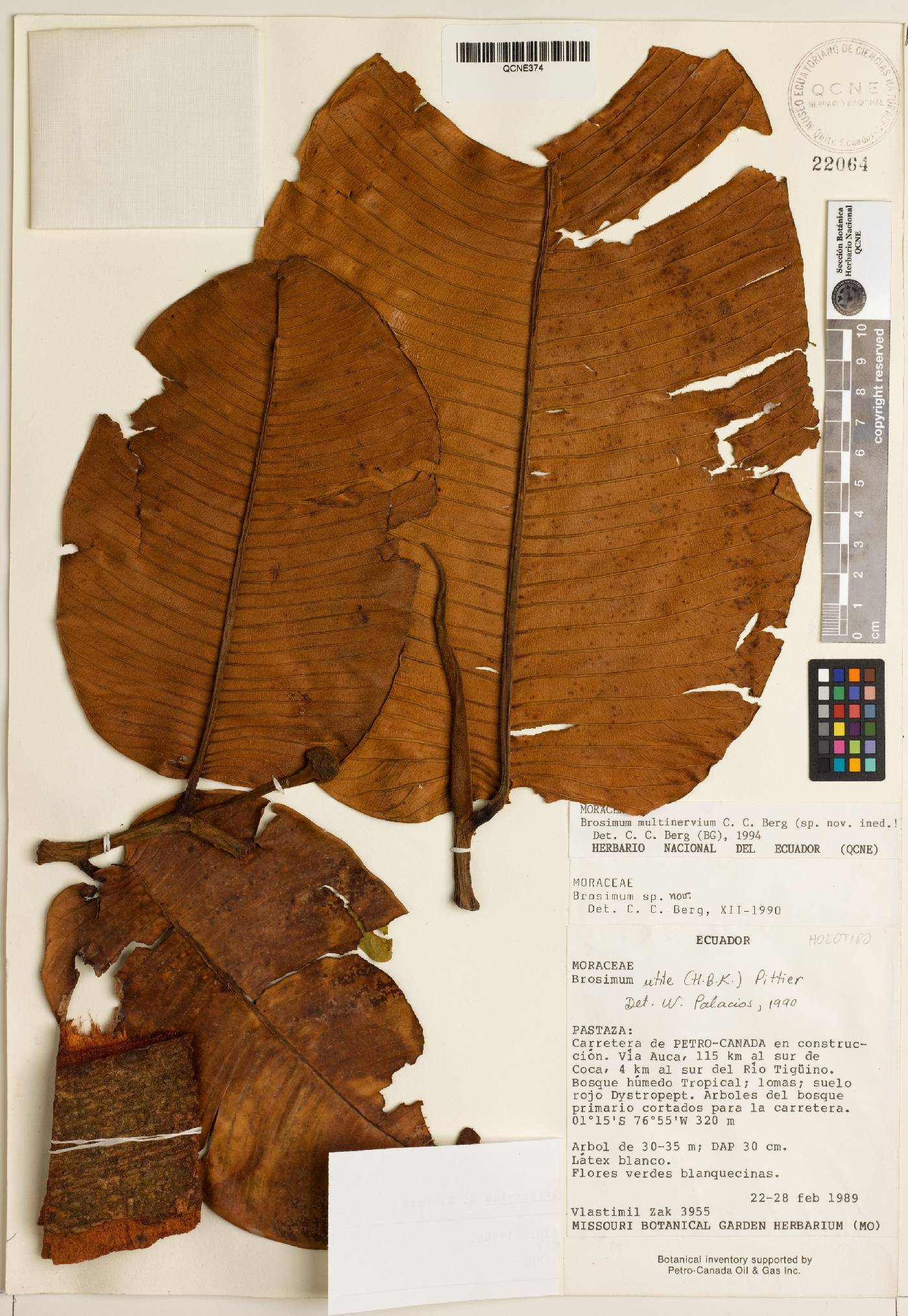 Brosimum multinervium image