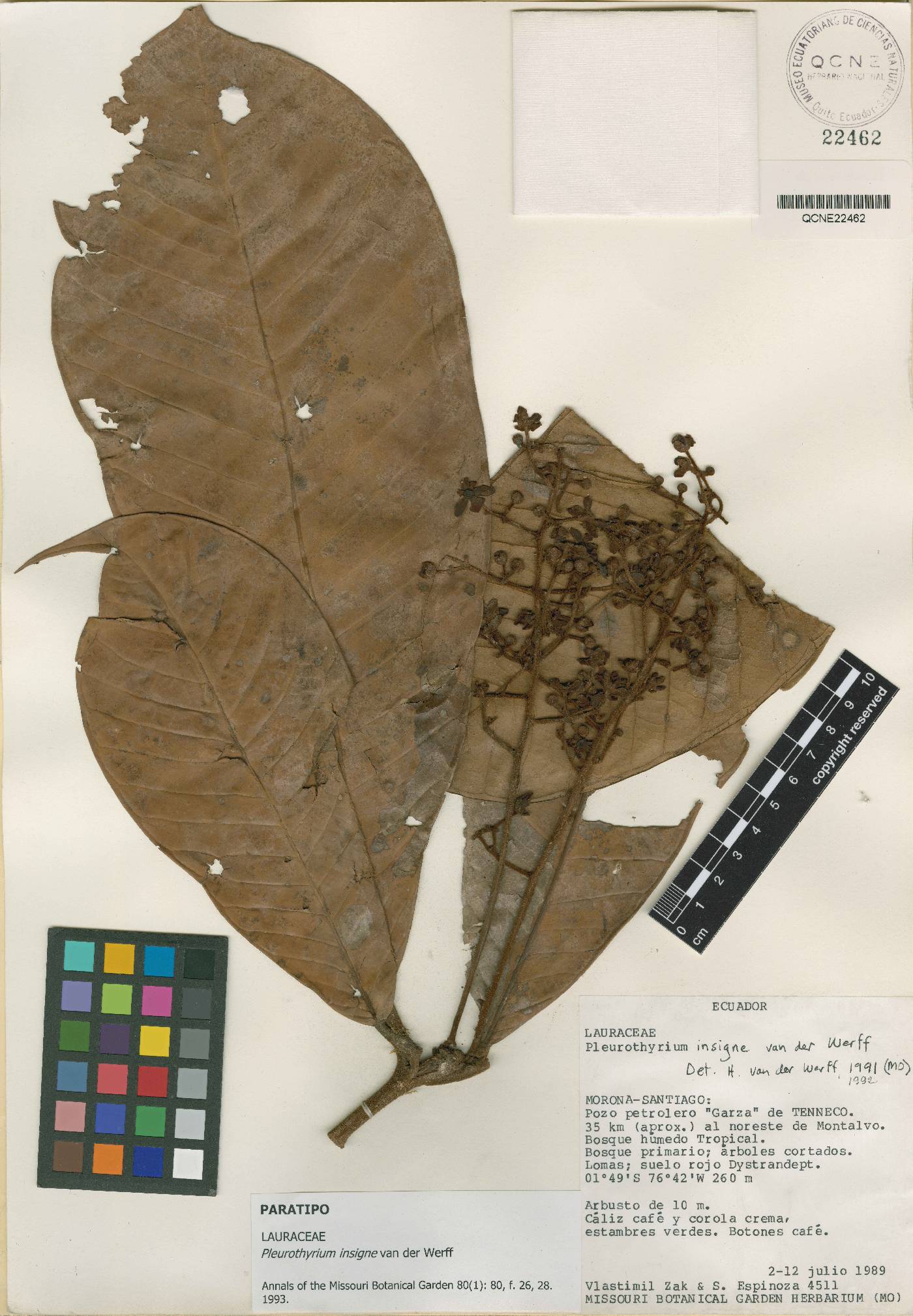 Pleurothyrium insigne image