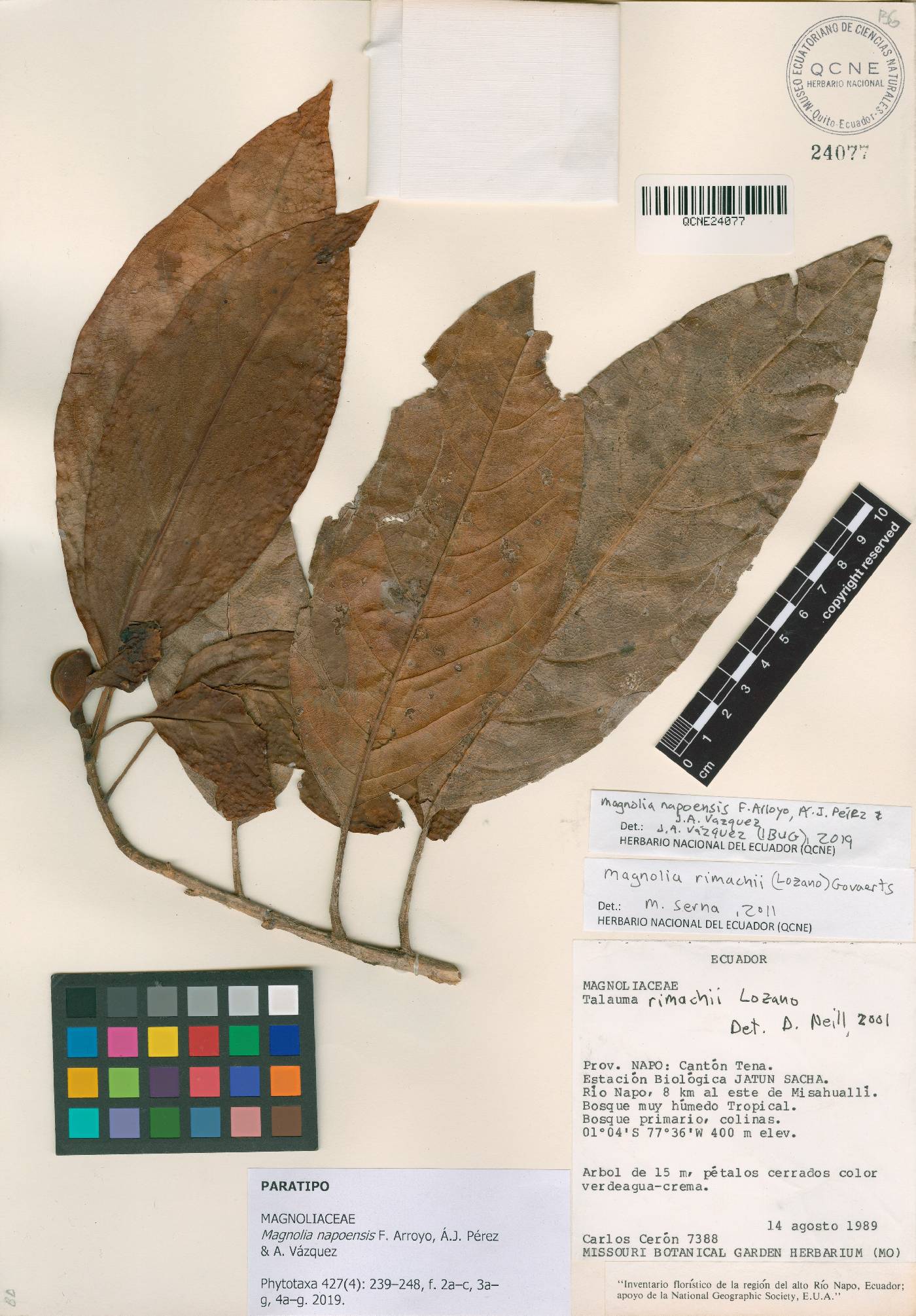 Magnolia napoensis image