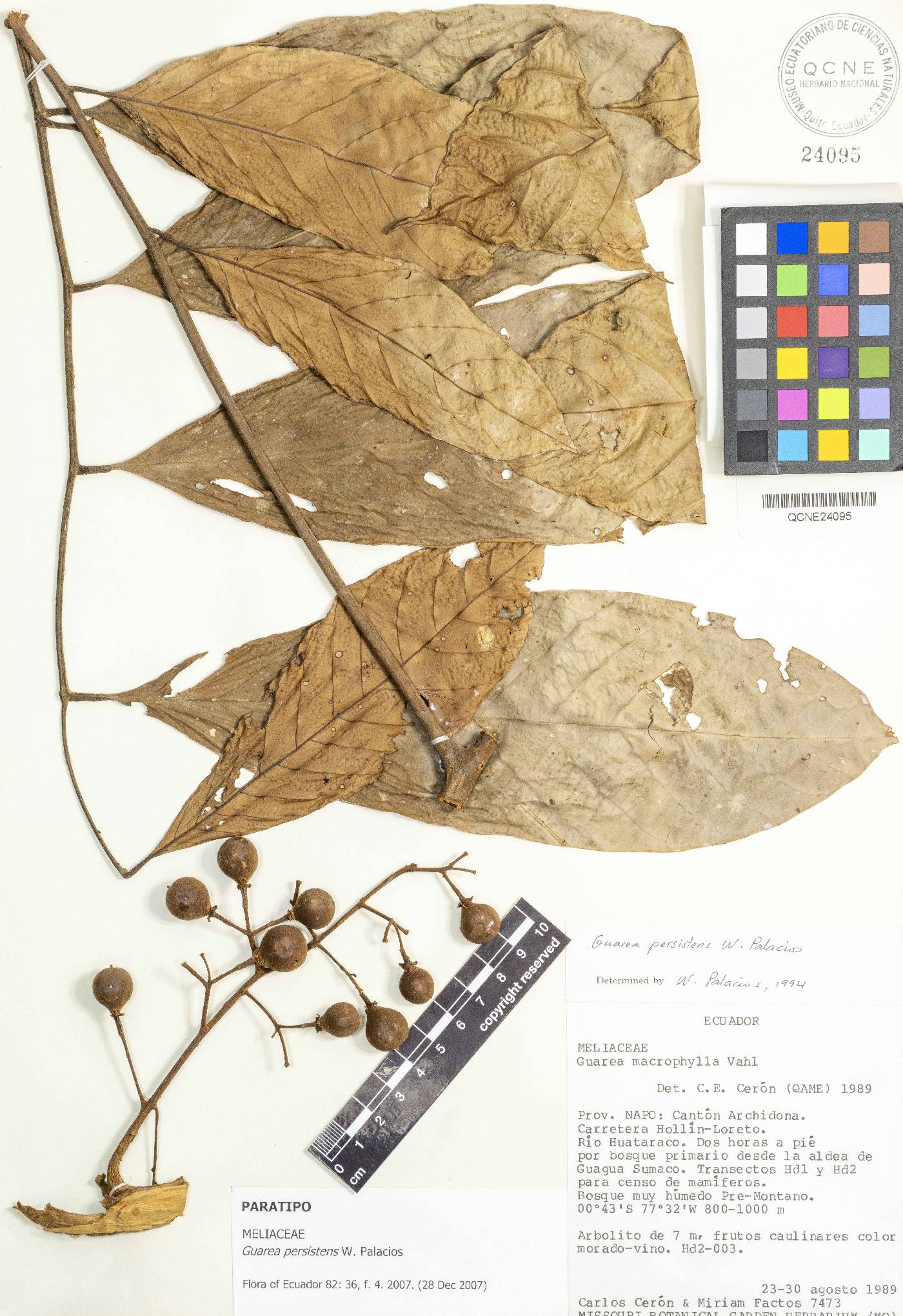 Guarea persistens image