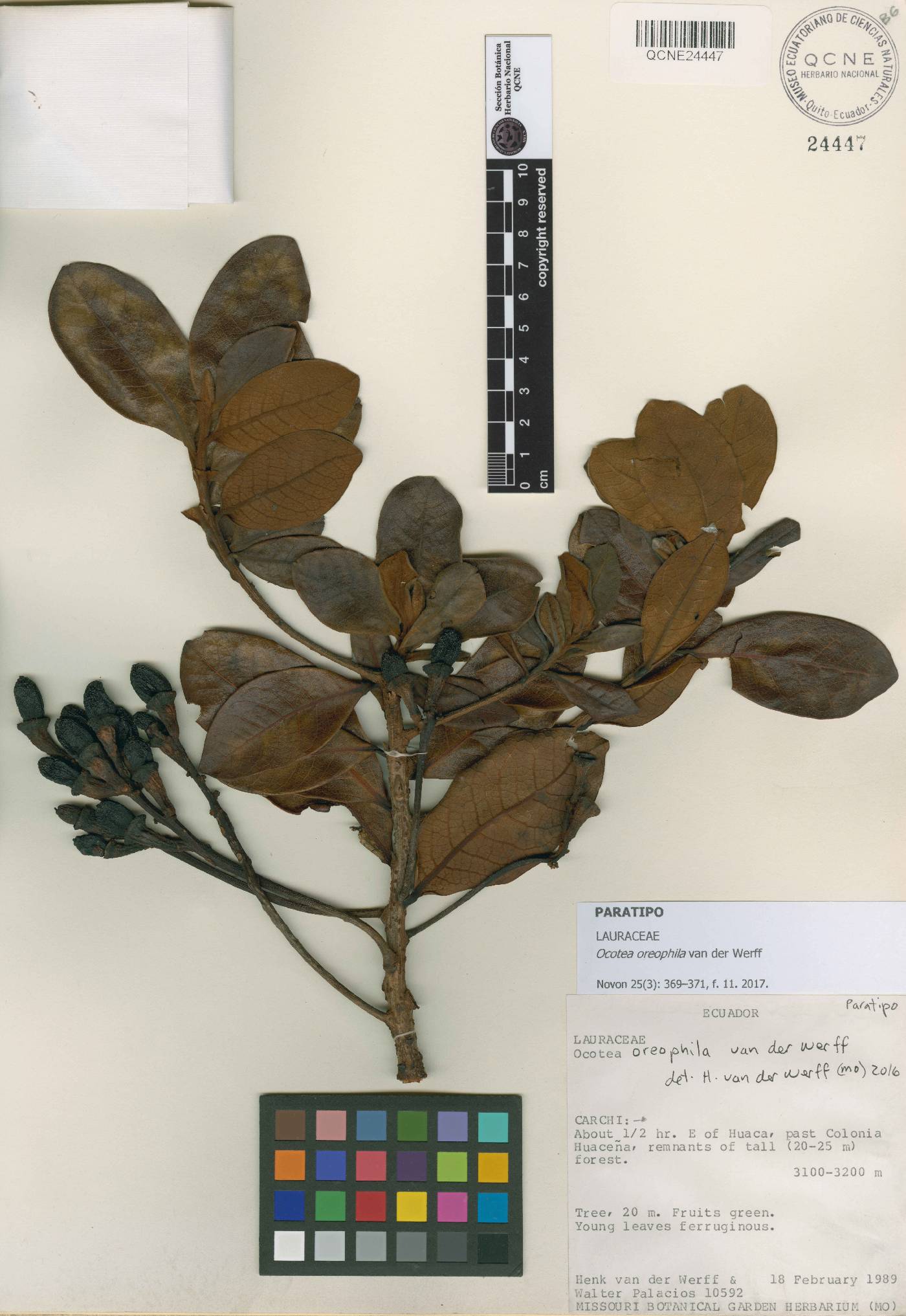 Ocotea oreophila image