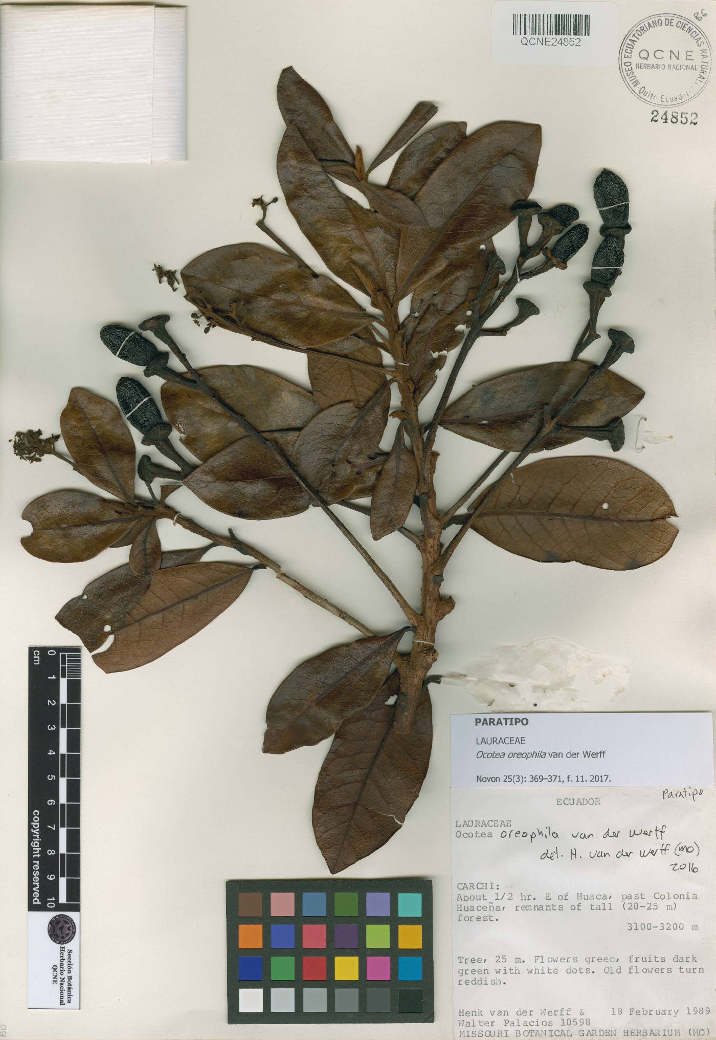 Ocotea oreophila image