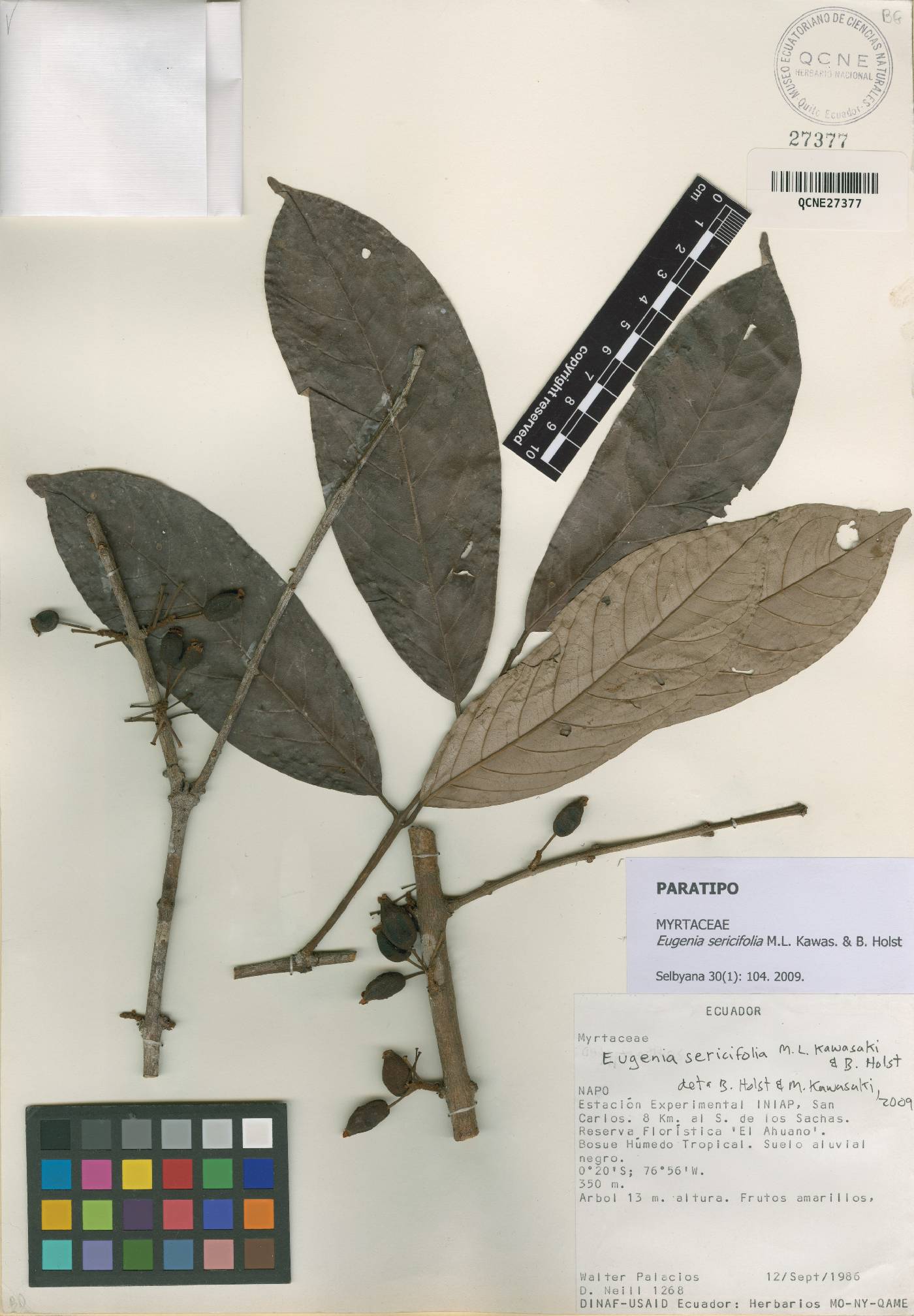 Eugenia sericifolia image