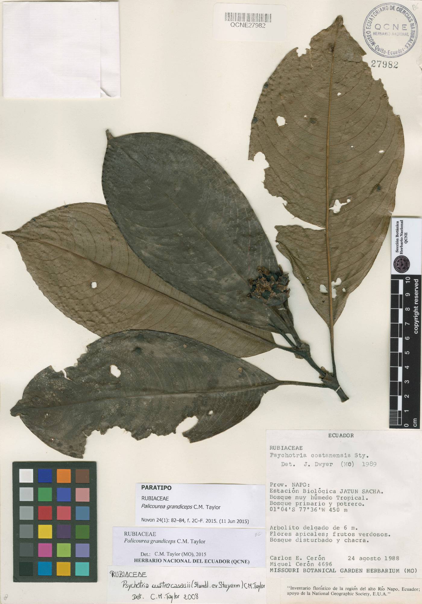 Palicourea grandiceps image