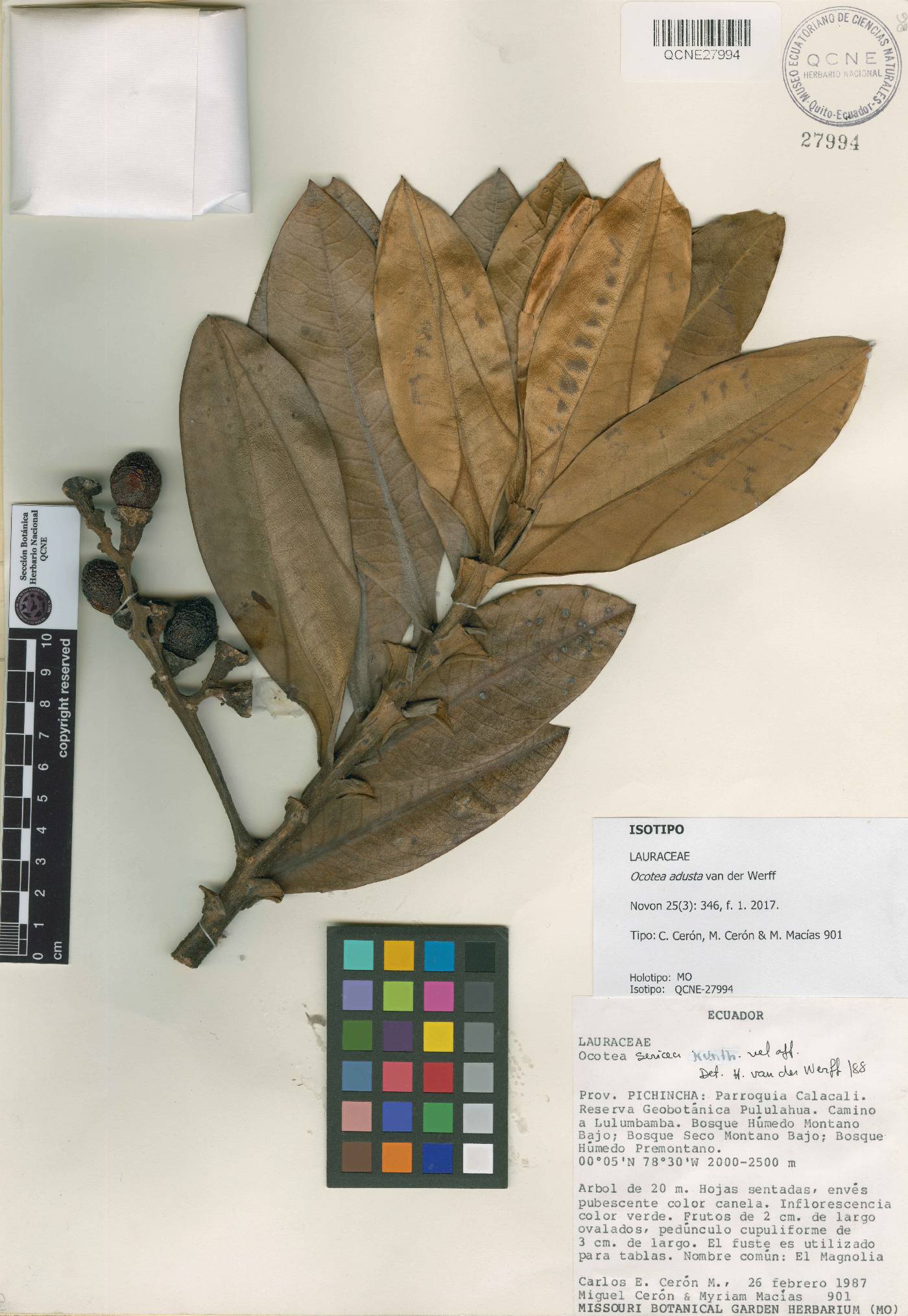 Ocotea adusta image