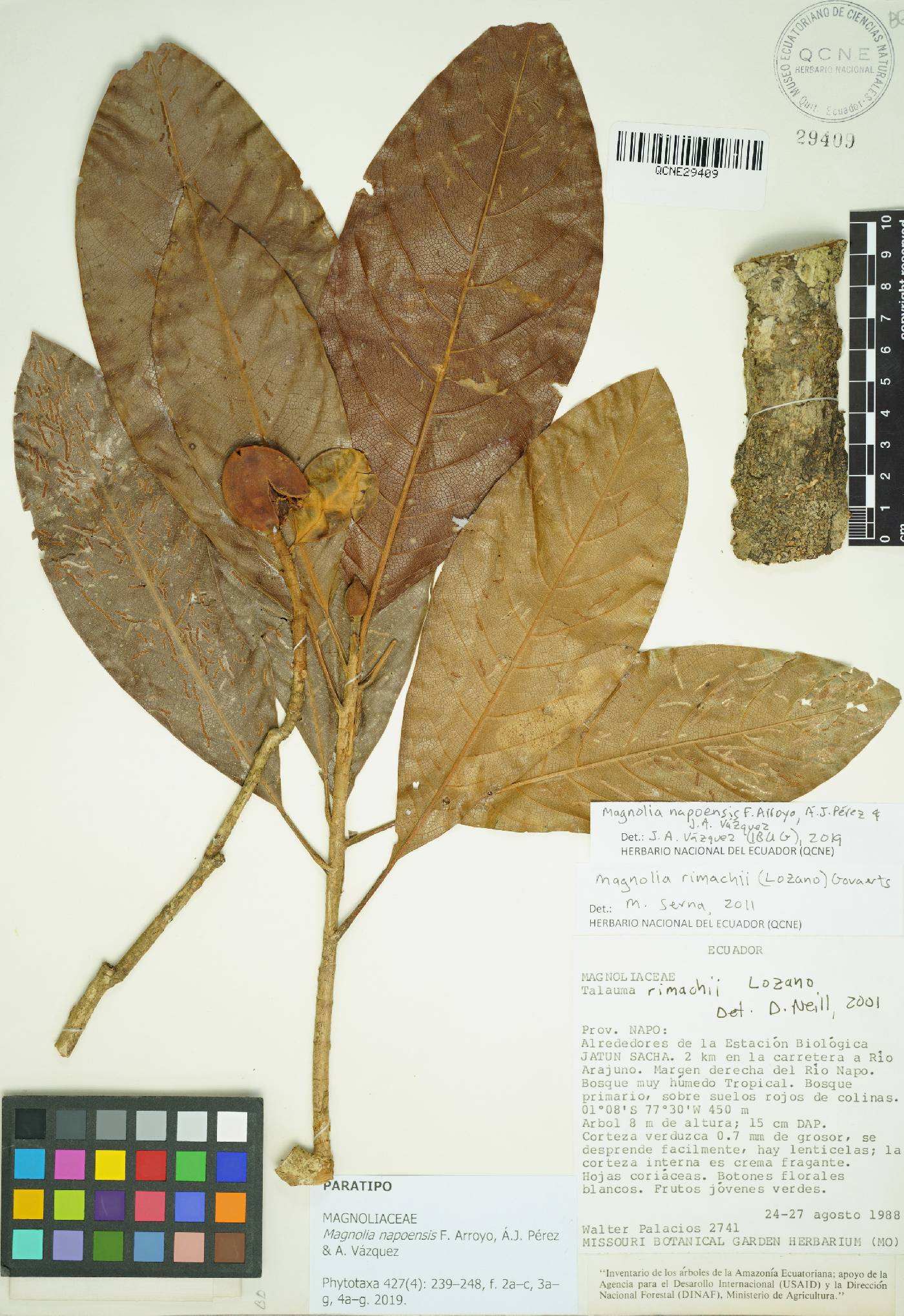 Magnolia napoensis image