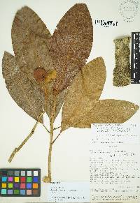 Magnolia napoensis image