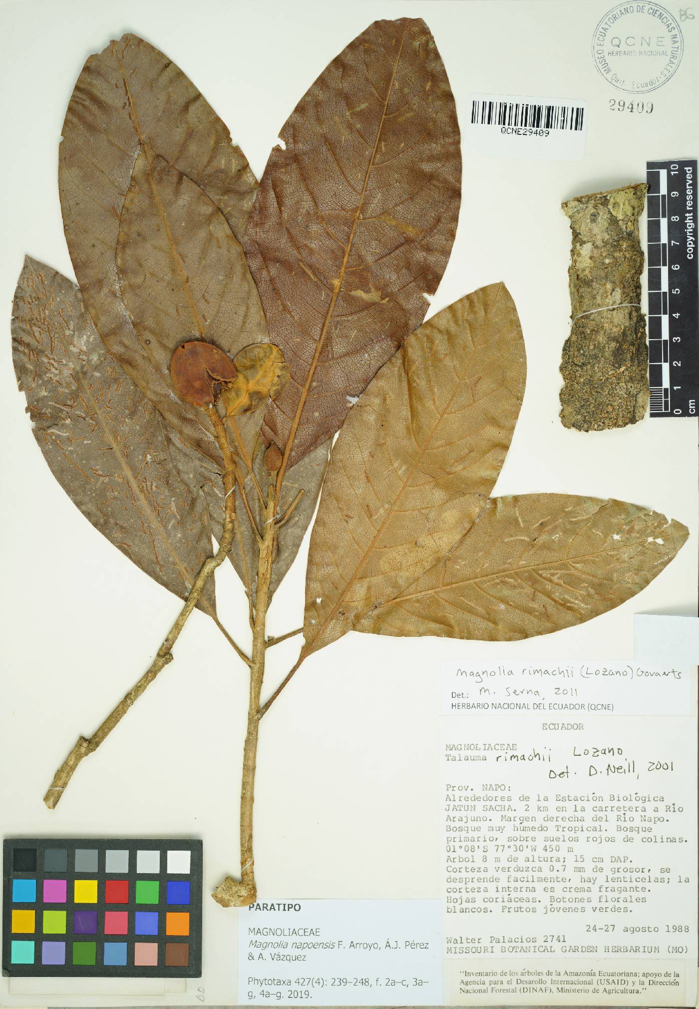 Magnolia napoensis image