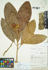 Magnolia napoensis image