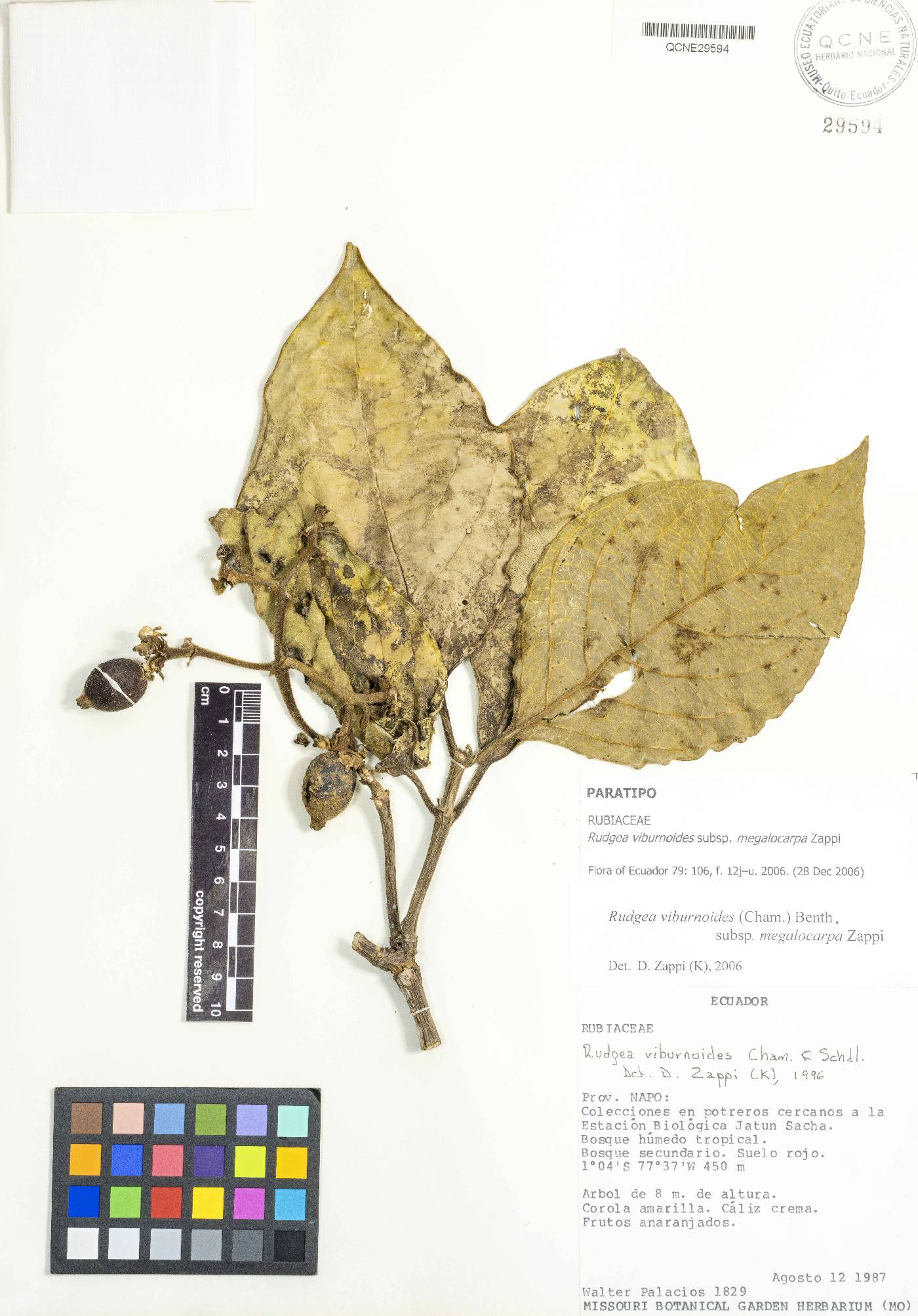 Rudgea viburnoides image