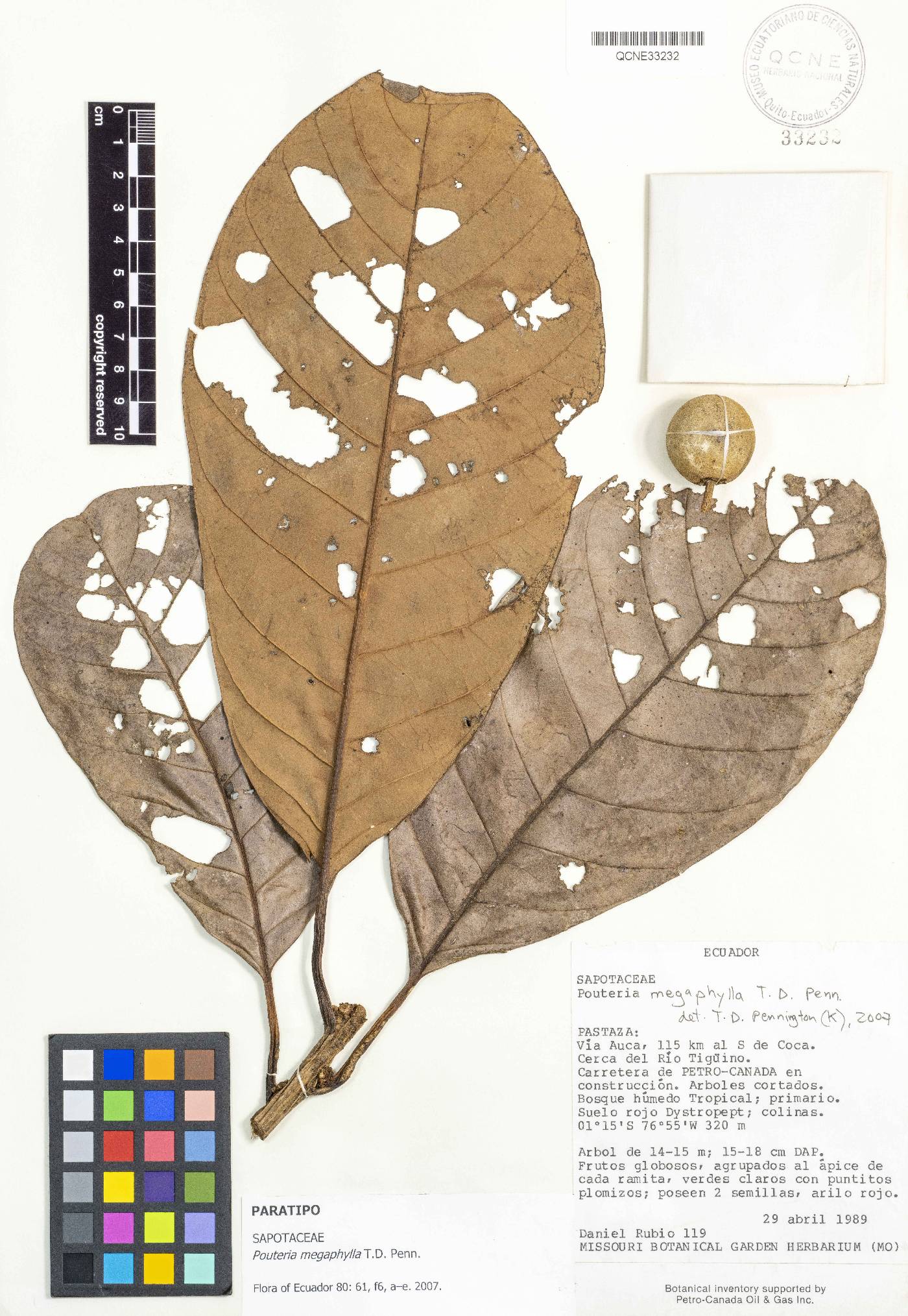 Pouteria megaphylla image